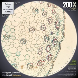 Estela tipo atactostela